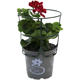 Geranie, Pelargonium peltatum, Blüte: bunt