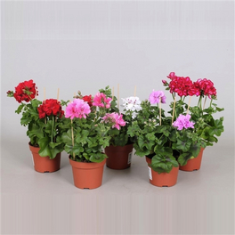 Geranie, Pelargonium peltatum »Villetta«, Blüte: gemischt, einfach