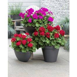 Geranie, Pelargonium zonale, Blüte: bunt