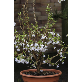 Geschlitzte März-Kirsche, Prunus incisa »Kojou-no-mai«, Blätter: grün, Blüten: weiß
