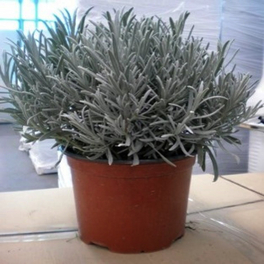 Gewürzkräuter, In Sorten Mix »in Sorten«, aktuelle Pflanzenhöhe ca.: 40 cm, im Topf