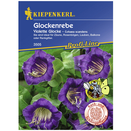 Glockenrebe, Cobaea scandens, Samen, Blüte: lila