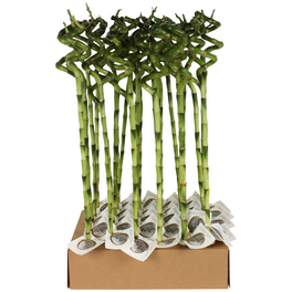 Glücksbambus »Lucky Bamboo«, 40 cm Glücksbambus »Lucky Bamboo«, 40 cm