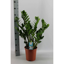 Glücksfeder, Zamioculcas zamiifolia, im Kunststoff-Kulturtopf Glücksfeder, Zamioculcas zamiifolia, im Kunststoff-Kulturtopf
