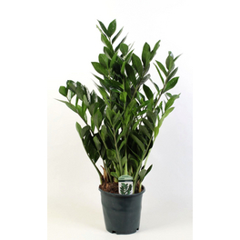 pink lady philodendron Pink Princess Philodendron Plant - 6 Inch Pot main image 1