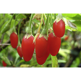 Goji-Beere, Lycium barbarum »Big Lifeberry®«, Frucht: orange-rot, zum Verzehr geeignet Goji-Beere, Lycium barbarum »Big Lifeberry®«, Frucht: orange-rot, zum Verzehr geeignet
