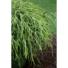 Goldfadenscheinzypresse, Chamaecyparis pisifera »Golden Mop«, immergrün