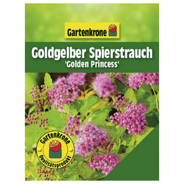 Goldgelber Spierstrauch, Spiraea japonica »Golden Princess«, Blätter: gelb, Blüten: rosa/pink