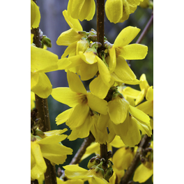 Goldglöckchen, Forsythia intermedia »Goldrausch«, Blätter: grün, Blüten: gelb