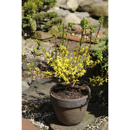 Goldglöckchen, Forsythia intermedia »Mikador«, Blätter: grün, Blüten: gelb