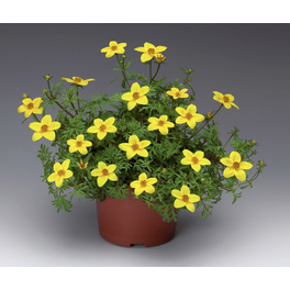 Goldmarie, Bidens ferulifolia »Beedance«, Blüte: gelb, einfach