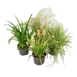 Graeser, Pflanzenhöhe: 20-30 cm