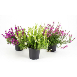 Grauheide, Erica cinerea, max. Wuchshöhe: 20 cm, Blüte: bunt