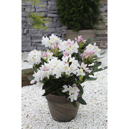 Großblumige Alpenrose, Rhododendron hybrida »Cunningham's White«, weiß, Höhe: 30 - 40 cm Großblumige Alpenrose, Rhododendron hybrida »Cunningham's White«, weiß, Höhe: 30 - 40 cm