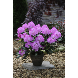 Großblumige Alpenrose, Rhododendron hybrida »English Roseum «, rosa, Höhe: 30 - 40 cm