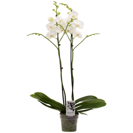 Großblumige Schmetterlingsorchidee, Phalaenopsis Hybriden, Blüte: weiß