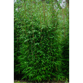 Grüner Mähnenbambus, Fargesia murieliae »Green Lion®«, Pflanzenhöhe: 60-80 cm, grün Grüner Mähnenbambus, Fargesia murieliae »Green Lion®«, Pflanzenhöhe: 60-80 cm, grün