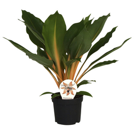 Gruenlilie, Chlorophytum orchidastrum »Green Orange«