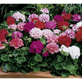 Hänge-Geranie, Pelargonium peltatum, Blüte: bunt