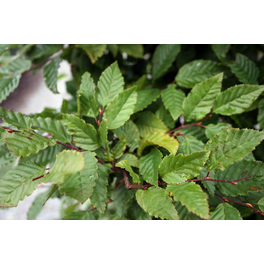 Hainbuche, Carpinus betulus, grün, max. Wuchshöhe: 500 cm