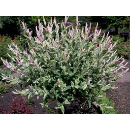 Harlekinweide, Salix integra »Hakuro Nishiki«, Blätter: mehrfarbig, Blüten: gelb