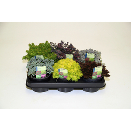 Hauswurz »Sempervivum«, winterhart Hauswurz »Sempervivum«, winterhart