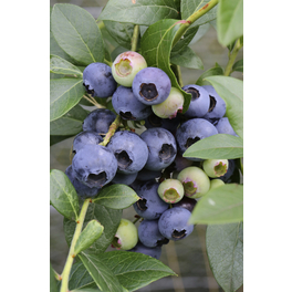 Heidelbeere, Vaccinium corymbosum »Brigitta«, Frucht: blau, zum Verzehr geeignet