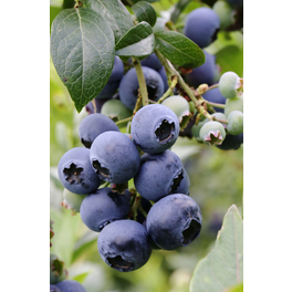 Heidelbeere, Vaccinium corymbosum »Chandler«, Frucht: blau, zum Verzehr geeignet