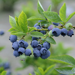 Heidelbeere, Vaccinium corymbosum »Earlyblue«, Frucht: blau, zum Verzehr geeignet