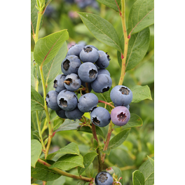 Heidelbeere, Vaccinium corymbosum »Patriot«, Frucht: blau, zum Verzehr geeignet