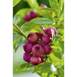 Heidelbeere, Vaccinium corymbosum »Pink Lemonade«, Frucht: rot, zum Verzehr geeignet