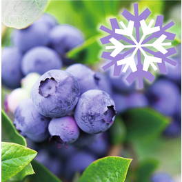 Heidelbeere, Vaccinium corymbosum »Polar Fruits®«, Frucht: blau, zum Verzehr geeignet
