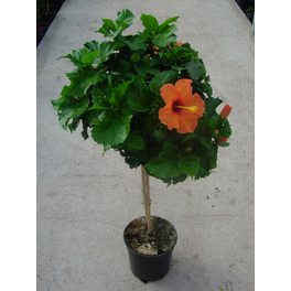 Hibiskus, Hibiscus rosa-sinensis, Blüte: Farbmix
