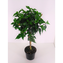 Hibiskus, Hibiscus rosa-sinensis, Blüte: Farbmix