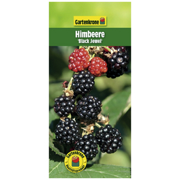 Himbeere, Rubus idaeus »Black Jewel«, Frucht: schwarz, zum Verzehr geeignet