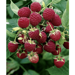 Himbeere, Rubus idaeus »Boheme«, Frucht: rot, zum Verzehr geeignet