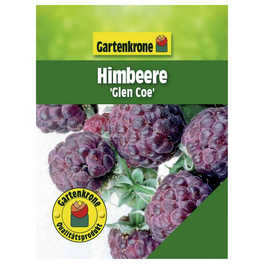Himbeere, Rubus idaeus »Glen Coe«, Frucht: rot, zum Verzehr geeignet