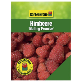 Himbeere, Rubus idaeus »Malling Promise«, Frucht: rot, zum Verzehr geeignet