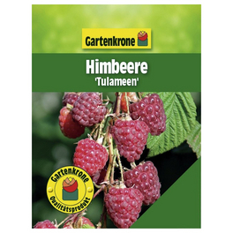 Himbeere, Rubus idaeus »Tulameen«, Frucht: rot, zum Verzehr geeignet