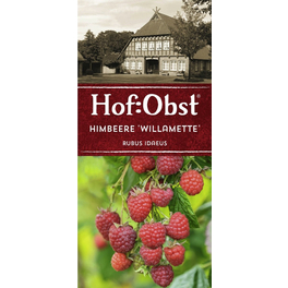 Himbeere, Rubus idaeus »Willamette«, Frucht: rot, zum Verzehr geeignet