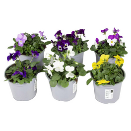 Hornveilchen, Viola cornuta, Blütenfarbe: mehrfarbig