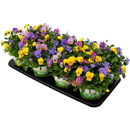 Hornveilchen, Viola cornuta »Festival Colour«, bis 25 cm