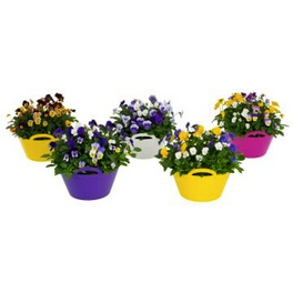 Hornveilchen, Viola cornuta »Festival Colour«, bis 25 cm