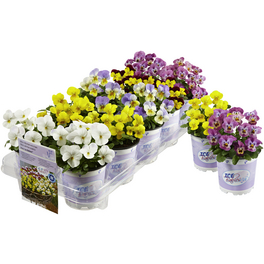 Hornveilchen, Viola cornuta »Ice Babies«, Blütenfarbe: mehrfarbig