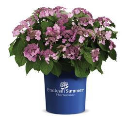 Hortensie Hydrangea Hortensien, Blüten: rosa/pink Hortensie Hydrangea Hortensien, Blüten: rosa/pink