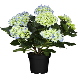 Hortensie, Hydrangea macrophylla »Curly Wurly«, Topf: 23 cm, Blüten: blau Hortensie, Hydrangea macrophylla »Curly Wurly«, Topf: 23 cm, Blüten: blau