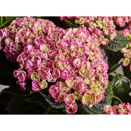 Hortensie, Hydrangea macrophylla »Curly Wurly«, Topf: 23 cm, Blüten: pink Hortensie, Hydrangea macrophylla »Curly Wurly«, Topf: 23 cm, Blüten: pink
