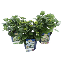 Hortensie, Hydrangea macrophylla »Magical«, Topf: 23 cm, Blüten: mehrfarbig Hortensie, Hydrangea macrophylla »Magical«, Topf: 23 cm, Blüten: mehrfarbig