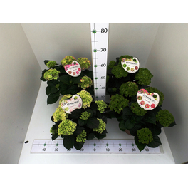 Hortensie, Hydrangea macrophylla »Rembrandt«, Topf: 14 cm, Blüten: mehrfarbig Hortensie, Hydrangea macrophylla »Rembrandt«, Topf: 14 cm, Blüten: mehrfarbig