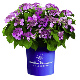Hortensie macrophylla Hydrangea »Summer Love« Hortensie macrophylla Hydrangea »Summer Love«